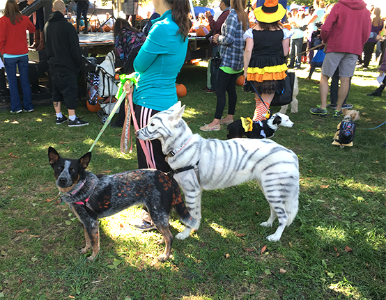 Dog Days of Summer Picnic Social Featured Image
