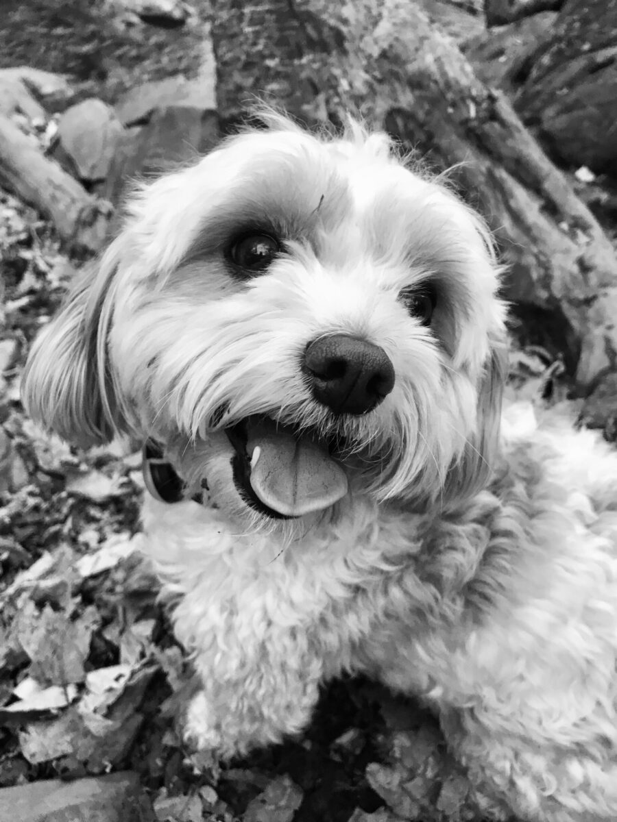 Maisy Featured Image