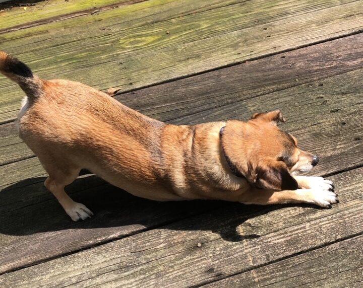 Downward Dog Morning Yoga Featured Image