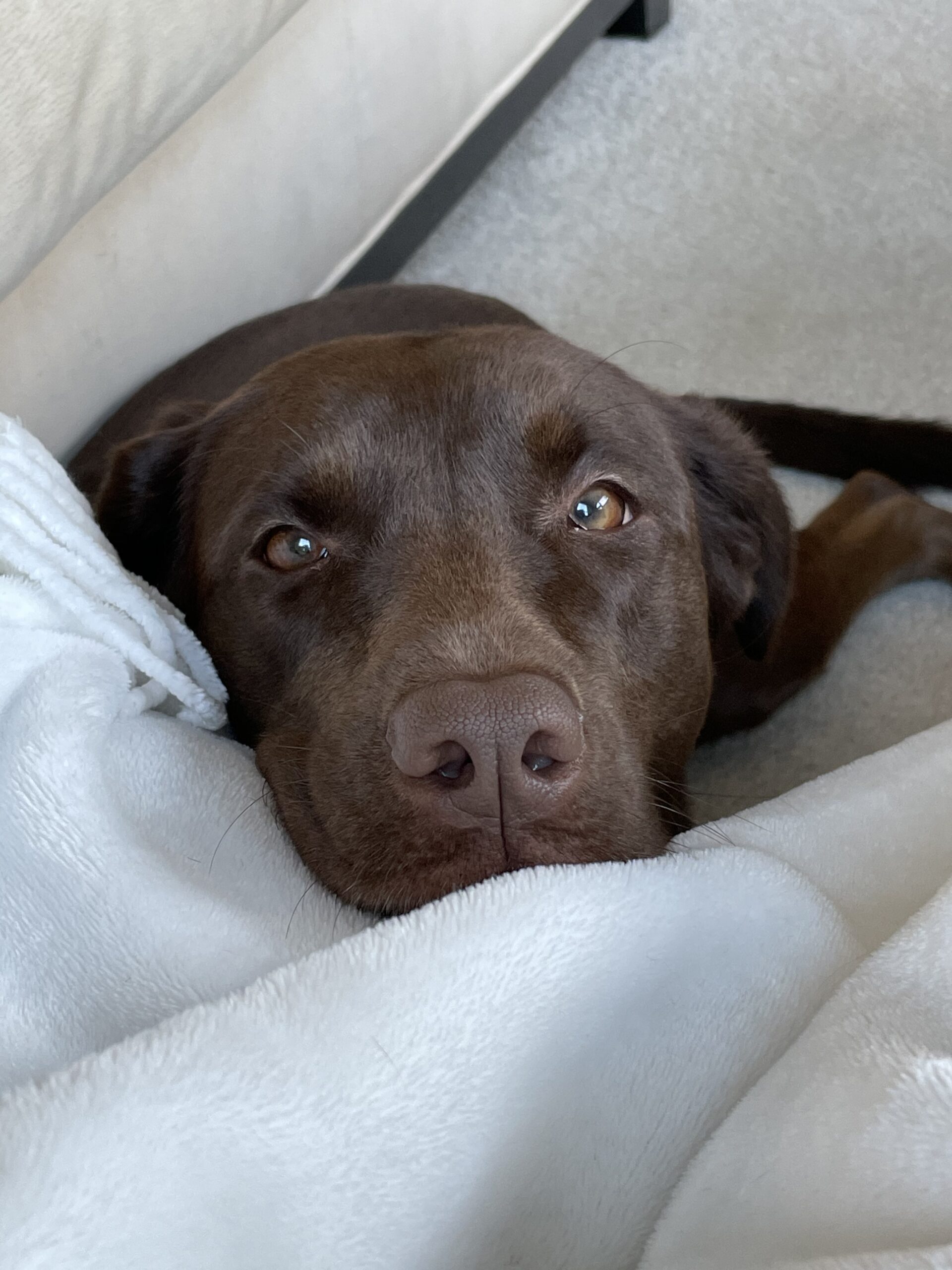 Sadie Featured Image