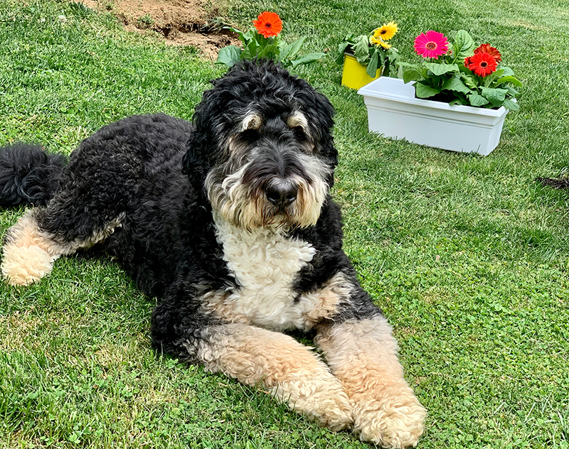 Teddy Featured Image